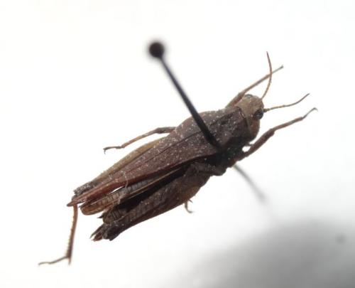 Réf. 227 463 : Tetrix subulata